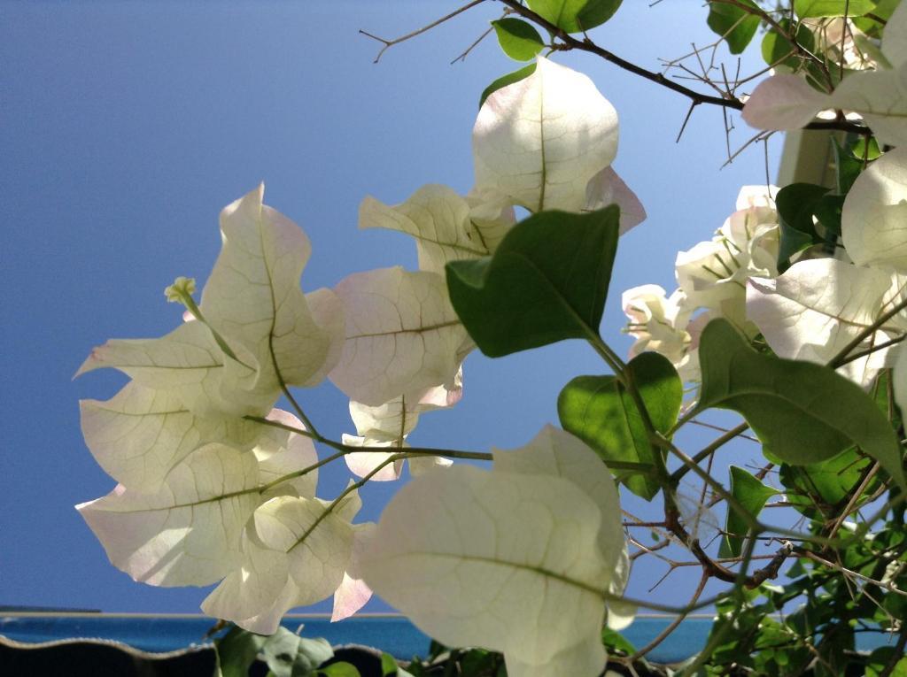 At Wind Chimes Boutique Hotel 산후안 외부 사진